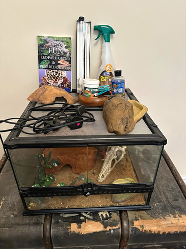 Glass reptile vivarium - reptile,